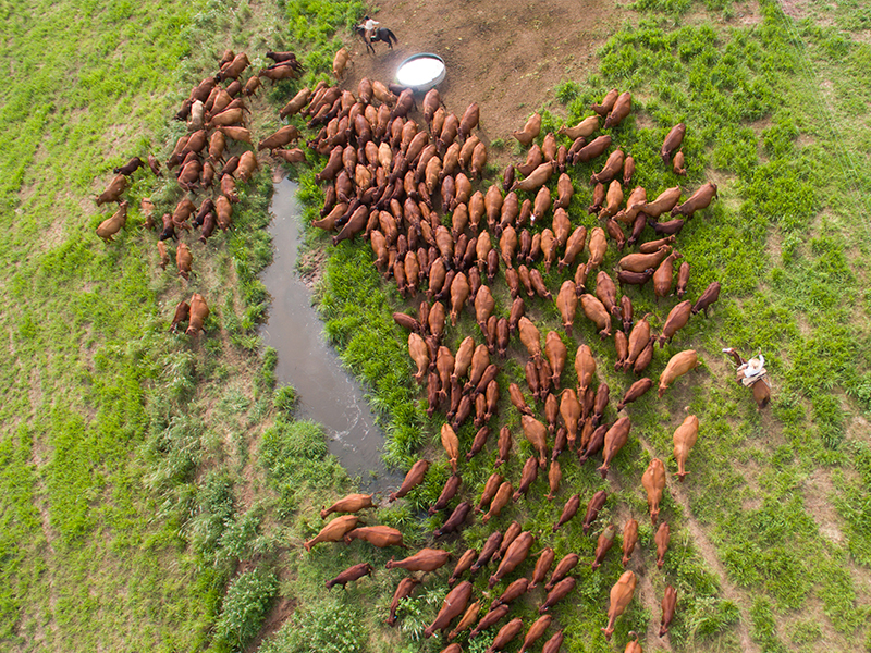 Vista aérea do rebanho da Fazenda Santa Silvéria